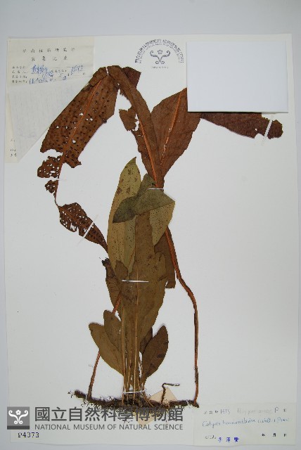 斷線蕨藏品圖，第1張