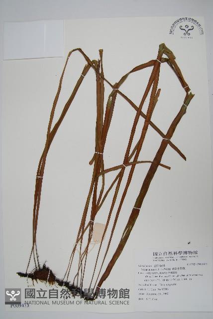 垂葉書帶蕨藏品圖，第1張