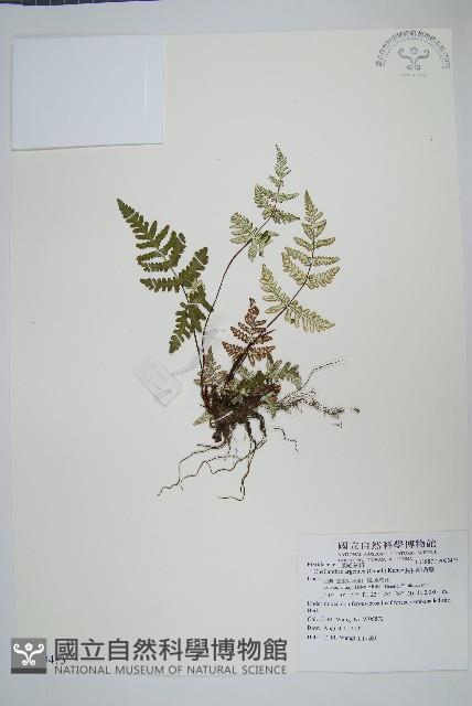 長柄粉背蕨藏品圖，第1張