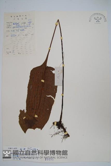 盾蕨藏品圖，第1張