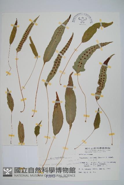 三葉茀蕨藏品圖，第1張