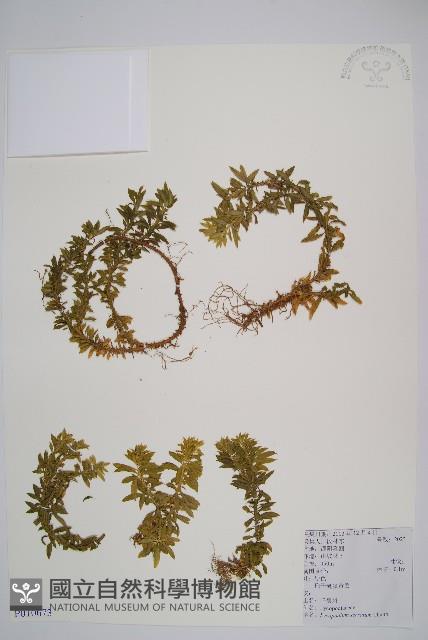 千層塔藏品圖，第1張