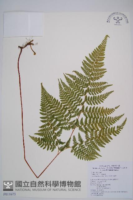 碗蕨藏品圖，第1張