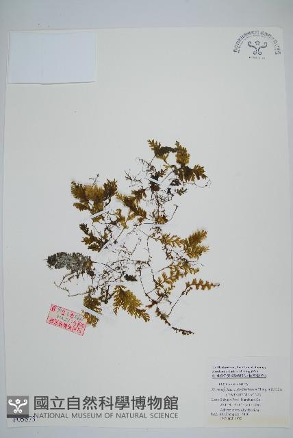 登錄號:P005673藏品圖，第1張