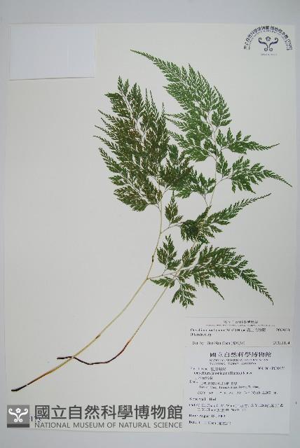 高山金粉蕨藏品圖，第1張