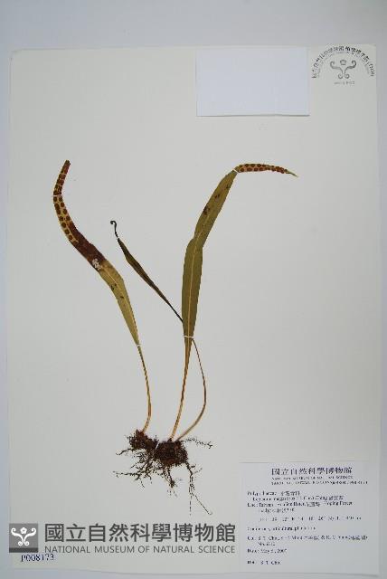 麟瓦葦、川上氏瓦葦藏品圖，第1張