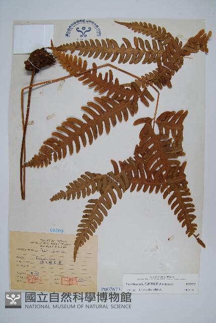 弧脈鳳尾蕨藏品圖，第1張