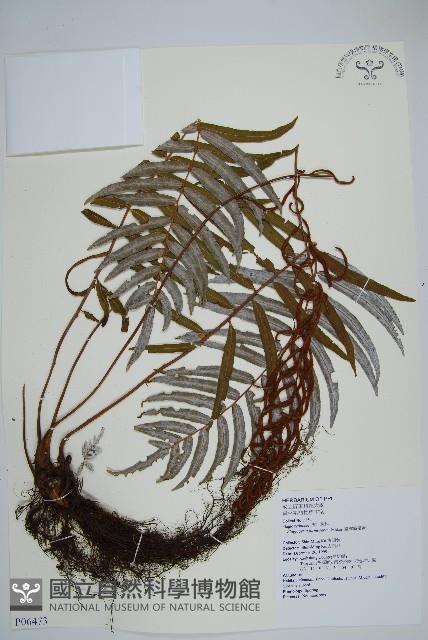 台灣瘤足蕨藏品圖，第1張