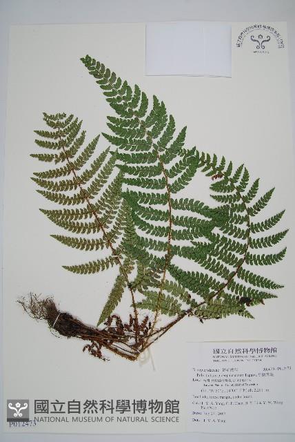 黑鱗耳蕨藏品圖，第1張