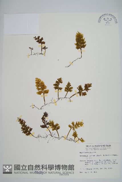 蕗蕨藏品圖，第1張