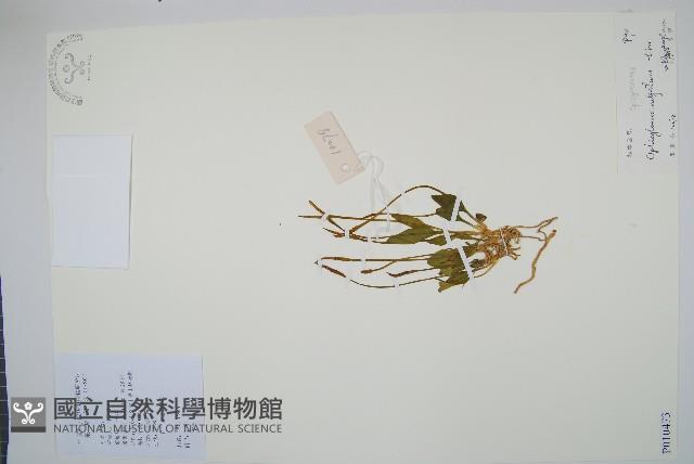 瓶爾小草藏品圖，第1張