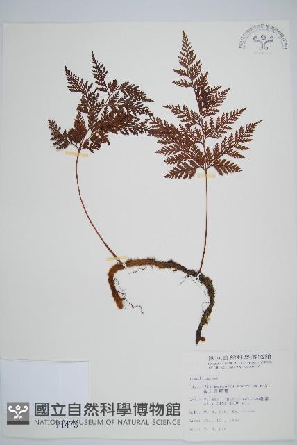 海州骨碎補藏品圖，第1張