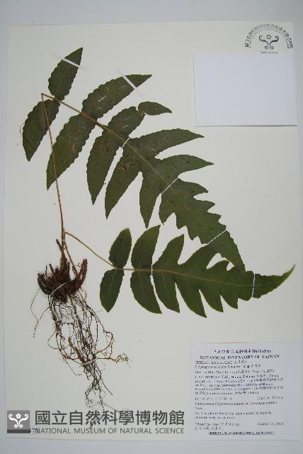 聖蕨藏品圖，第1張