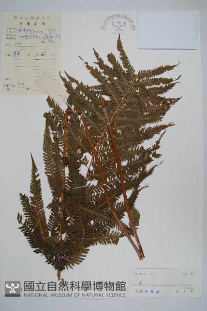 假毛蕨藏品圖，第1張