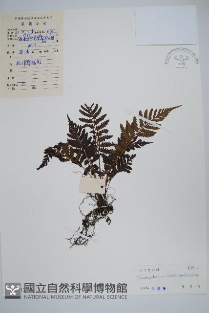 溪邊假毛蕨藏品圖，第1張