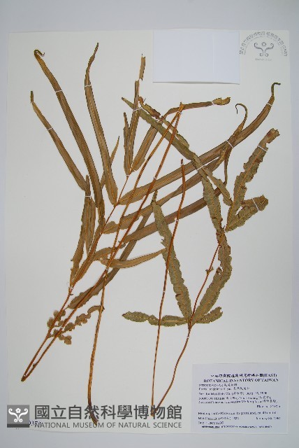 長葉鳳尾蕨藏品圖，第1張