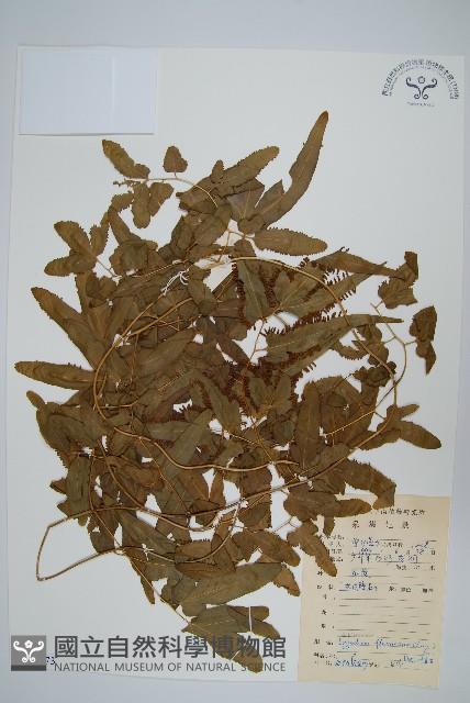 曲軸海金沙藏品圖，第1張