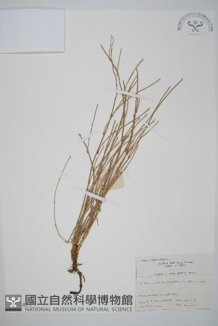 木賊藏品圖，第1張