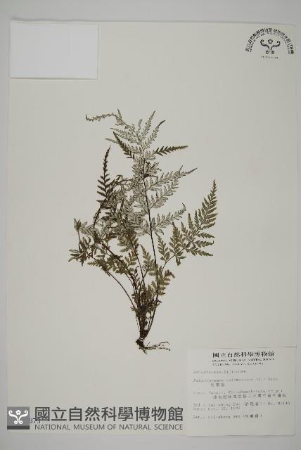 粉葉蕨藏品圖，第1張