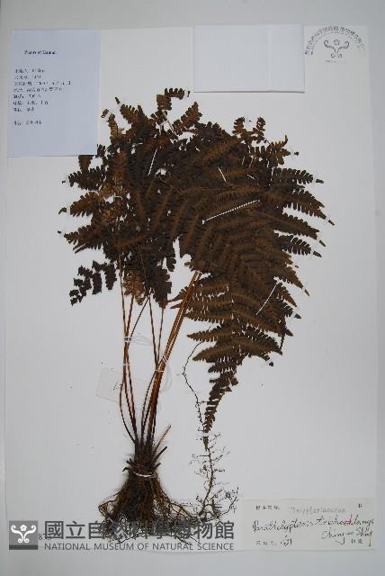 登錄號:P012873藏品圖，第1張