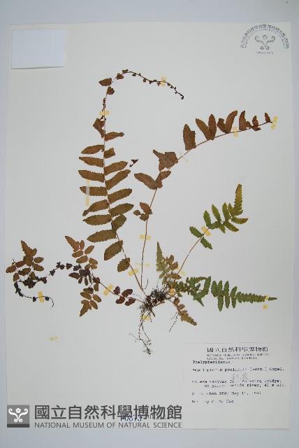 星毛蕨藏品圖，第1張