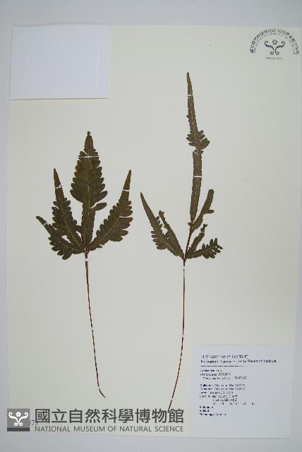 Accession Number:P010873 Collection Image, Figure 1, Total 2 Figures