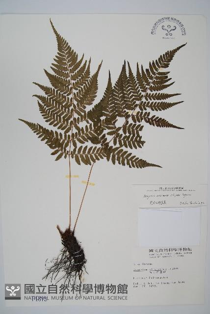 阿里山蹄蓋蕨藏品圖，第1張