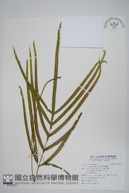 長葉鳳尾蕨藏品圖，第1張