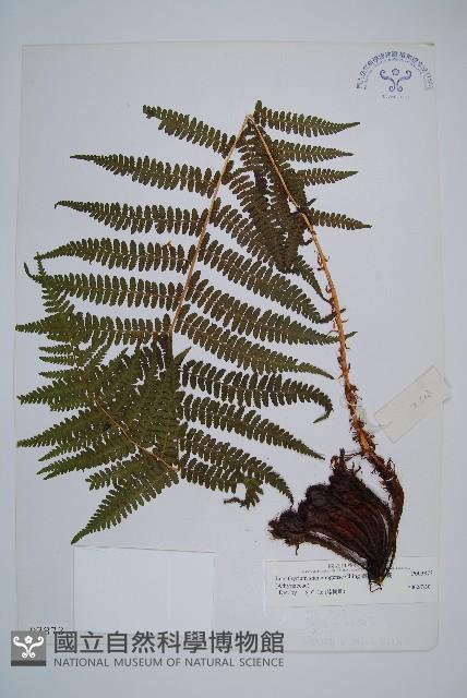 華中蛾眉蕨藏品圖，第1張
