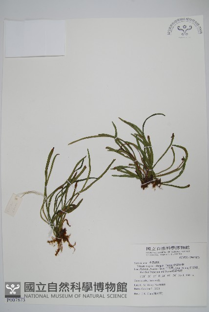 姬書帶蕨藏品圖，第1張