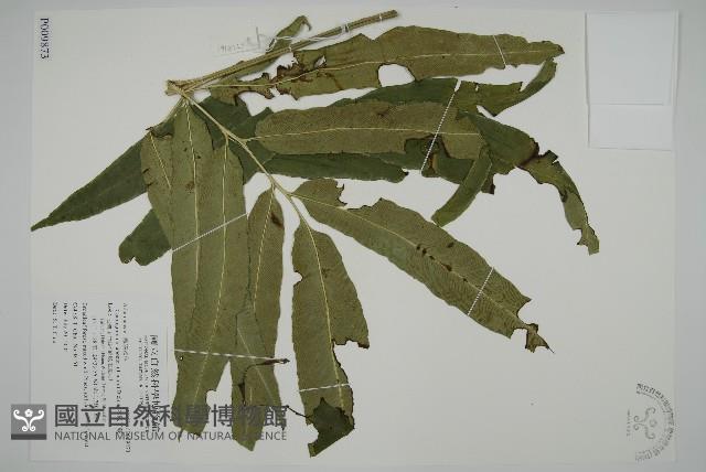 日本鳳丫蕨藏品圖，第1張