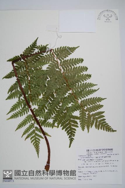 蘭嶼筆筒樹、蘭嶼桫欏藏品圖，第1張