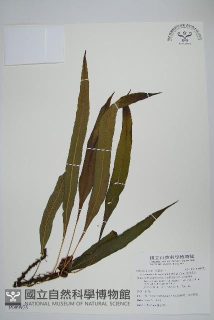 波氏星蕨藏品圖，第1張