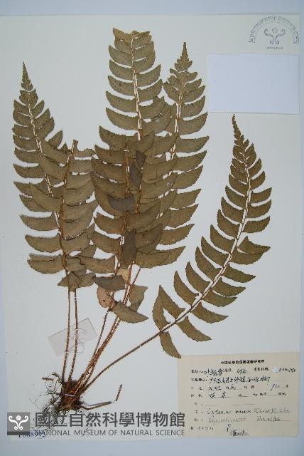 鐮羽貫眾藏品圖，第1張