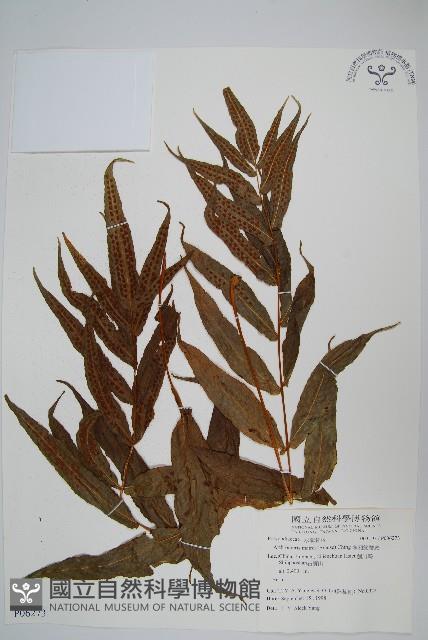 多羽節肢蕨藏品圖，第1張