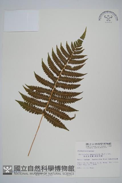 密毛毛蕨藏品圖，第1張