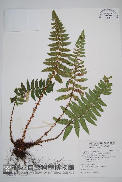 鋸葉耳蕨藏品圖，第1張