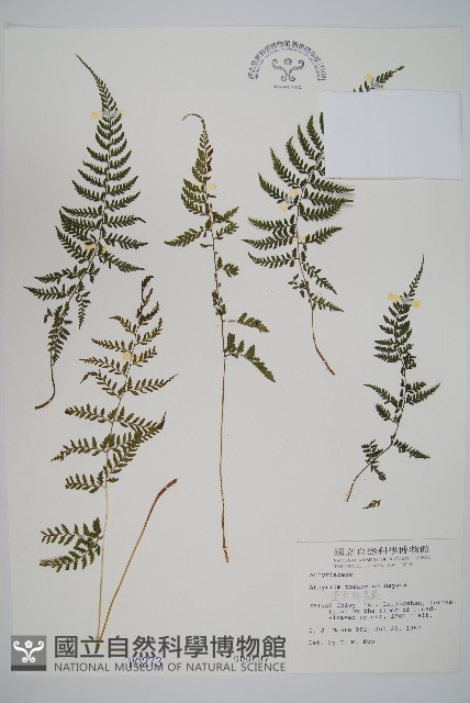 蓬萊蹄蓋蕨藏品圖，第1張