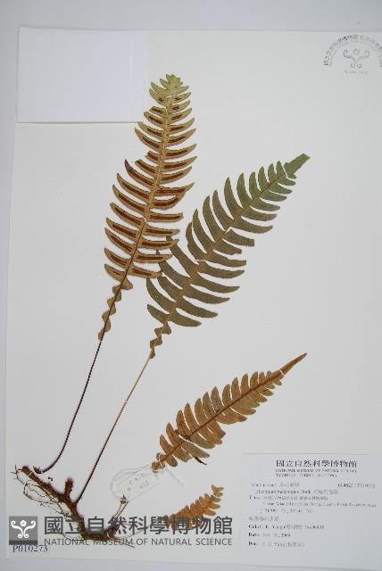 雉尾烏毛蕨藏品圖，第1張