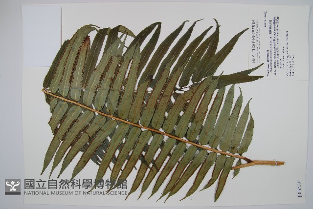 蘭嶼觀音座蓮藏品圖，第1張