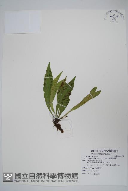 臺灣車前蕨藏品圖，第1張
