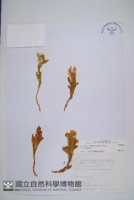 玉柏藏品圖，第1張