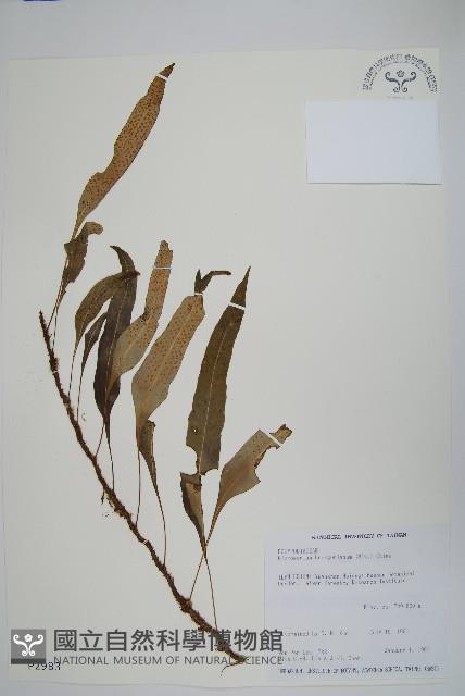 波氏星蕨藏品圖，第1張