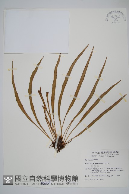 書帶蕨藏品圖，第1張