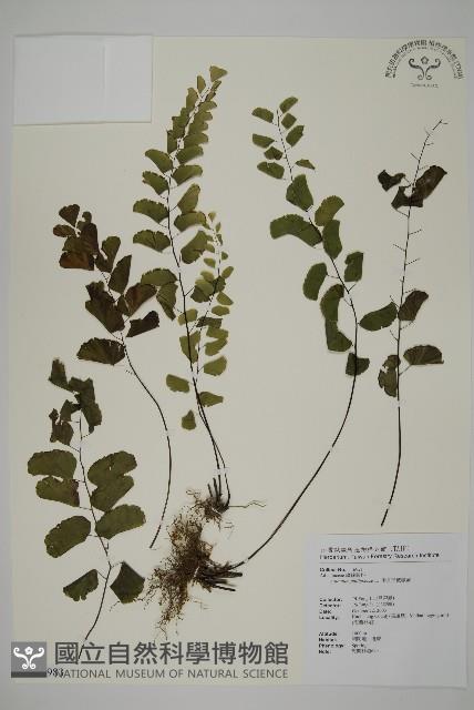 半月形鐵線蕨藏品圖，第1張