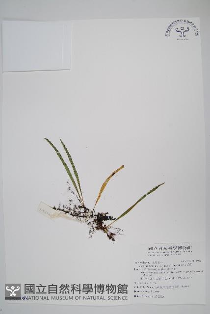 擬芨瓦葦藏品圖，第1張