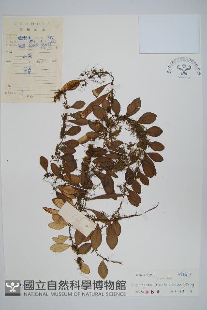 登錄號:P004983藏品圖，第1張