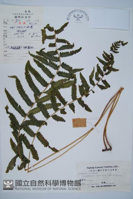 邊緣鱗蓋蕨藏品圖，第1張