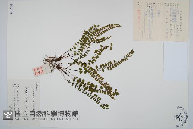 三翅鐵角蕨藏品圖，第1張