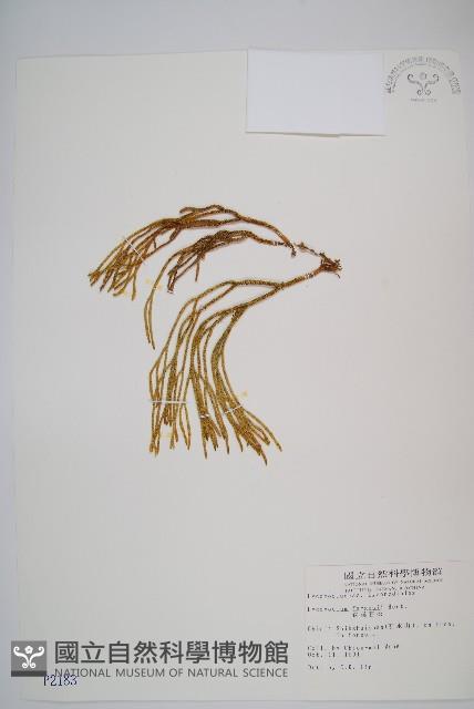 銳葉石松藏品圖，第1張